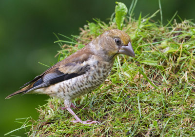 Juvenile female Hawfinch