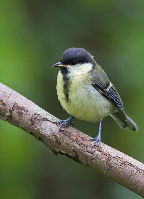 Juvenile Great Tit