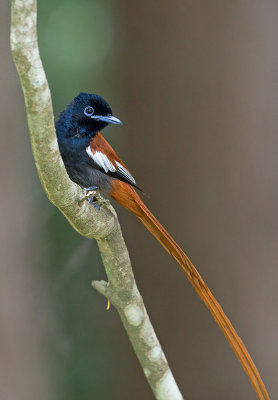 male African Paradise Flycatcher 