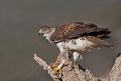  Male Bonelli's Eagle