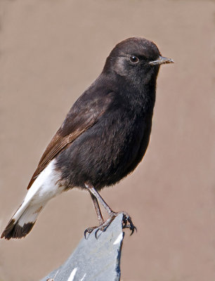 Black Wheatear