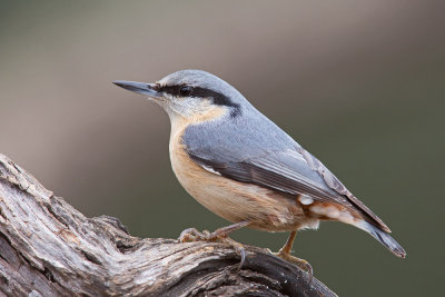 Eurasian Nuthatch