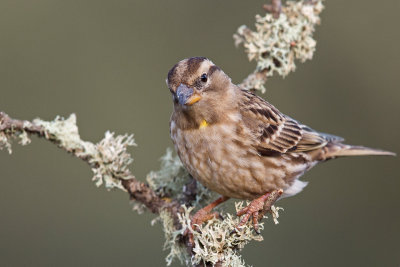 Common Rock Sparrow