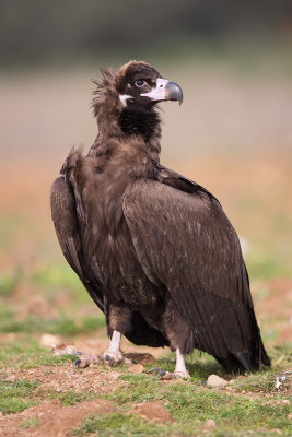 Immature Cinereous Vulture