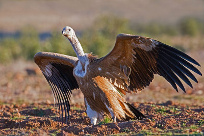 Adult Griffon Vulture