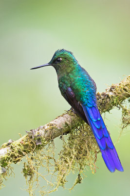 Violet-tailed Sulph