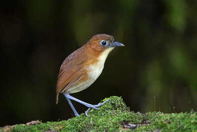 Yellow-breasted Antpitta