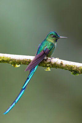 Ecuador (July-August 2015)