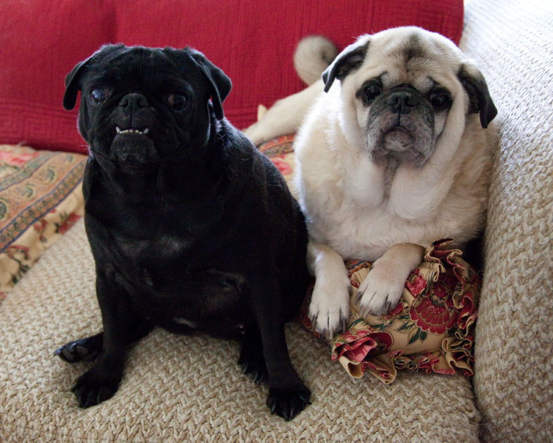 Mollie and Barnum