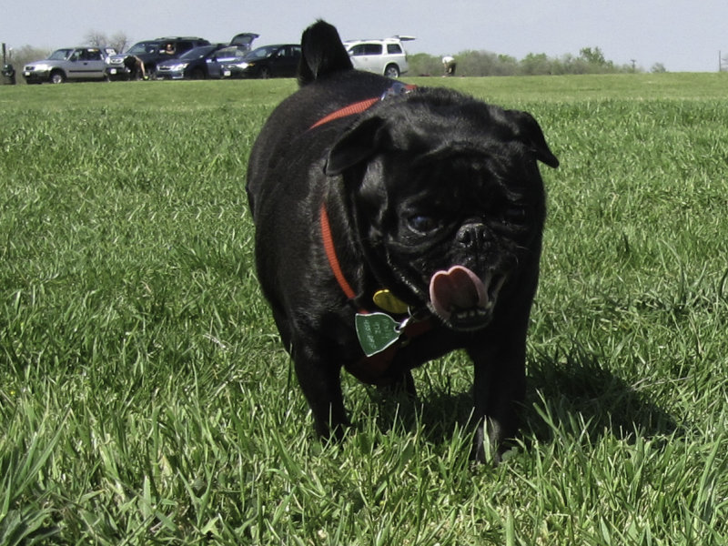 Mollie Sue is on a mission...