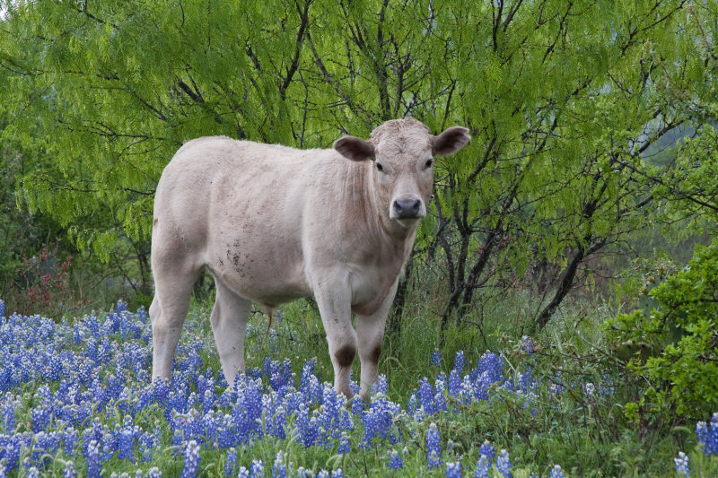 The Cow with the Big Brown Eyes in the Bluebonnets