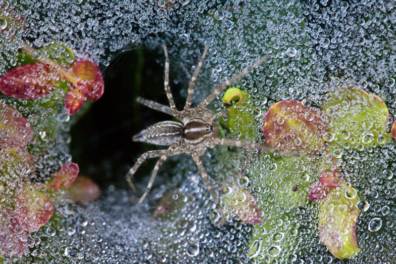 From out of his hidey-hole comes the spider...