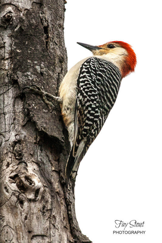 Red-bellied Woodpecker