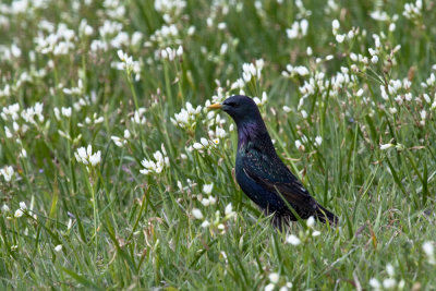 Starling in the wildflowers