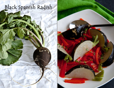 Black Spanish Radish