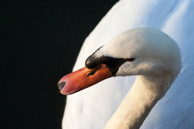 Swan