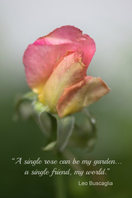 A single rose...