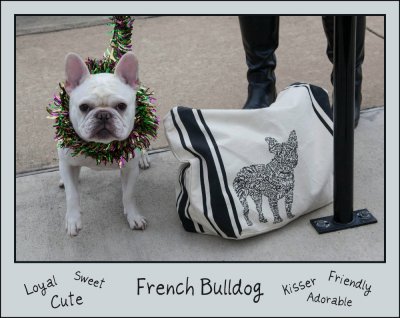 What's not to love about this little Frenchie?