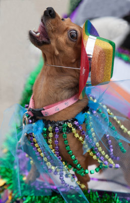 The dogs had a howling good time at the Krewe of Barkus!