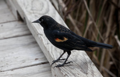 Immature Male Red-winged Black Bird