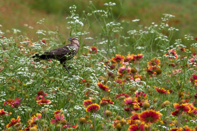 Adult Female Red-winged Black Bird