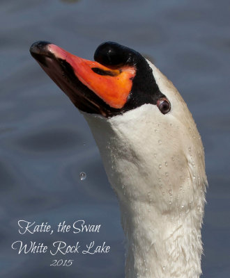 Katie, the Swan