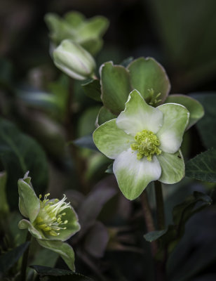 Hellebore with Tiny Ant