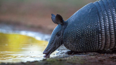 The thirsty armadillo...