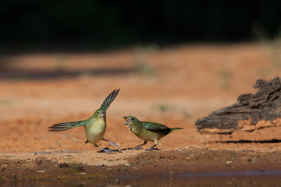 A bit of a skirmish going on between these female painted buntings...