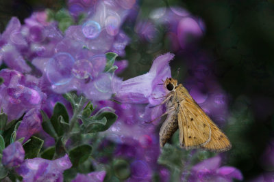 g9/40/855740/3/160834841.eecgTXAe.jpg