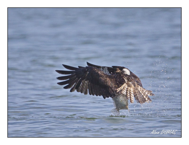 Balbuzard Pcheur - Osprey