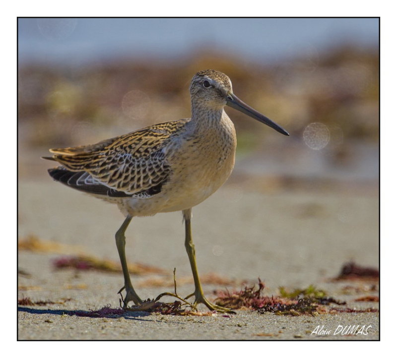 Bcassin Roux - Short-billed Dowitcher