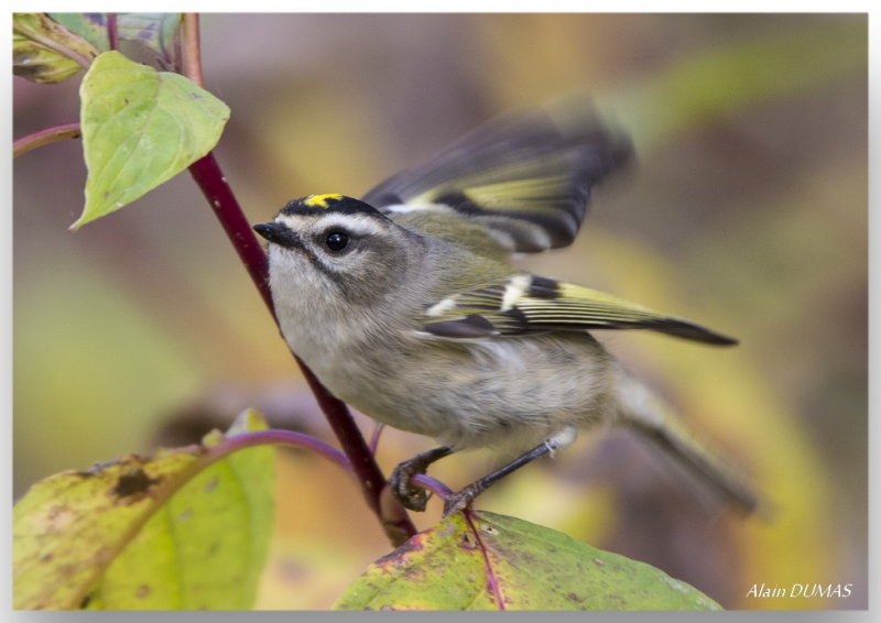 Roitelet  couronne dore mle - Male Golden-crowned Kinglet