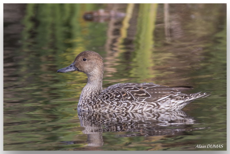 Sarcelle  ailes vertes - Green-winged Teal