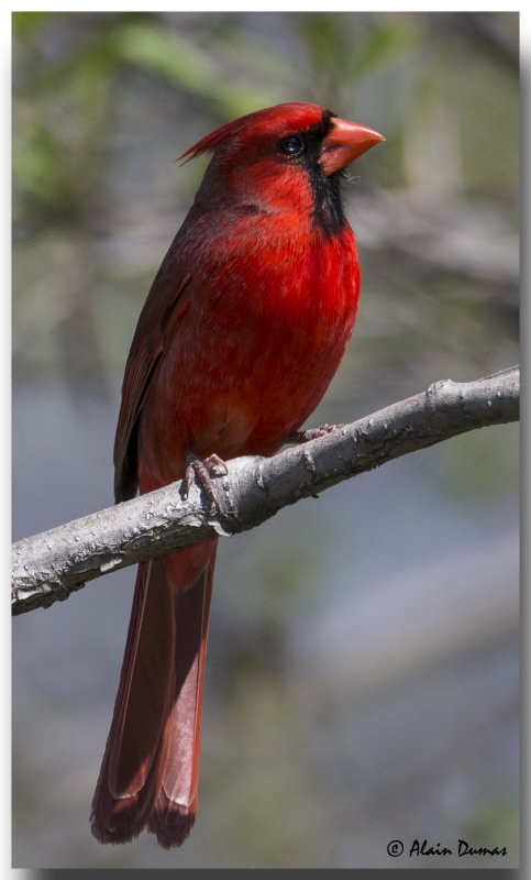 Cardinal Rouge Mle - Male Northern Cardinal