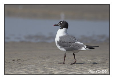 Mouette Atricille - Laughing Gull