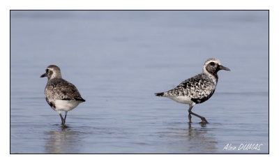 Pluviers Argents - Black-bellied Plovers