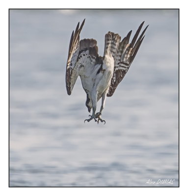 Balbuzard Pcheur - Osprey