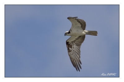 Balbuzard Pcheur - Osprey