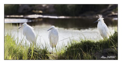 Aigrettes Neigeuses - Snowy Egrets