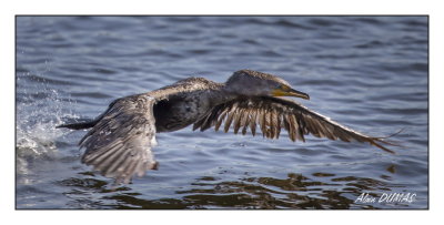 Cormoran  aigrettes - Double crested Cormorant