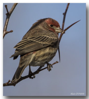 Roselin Familier - House Finch