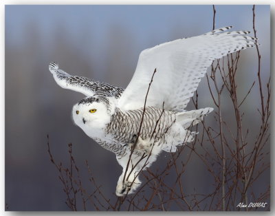 Harfangs des Neiges - Snowy Owls