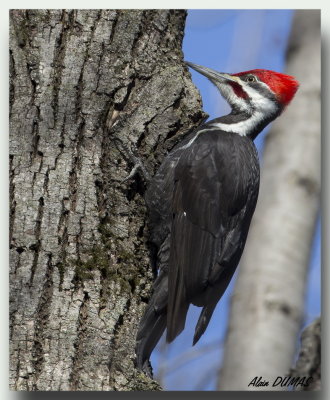 Grand Pic Mle  -  Male Pileated Woodpecker