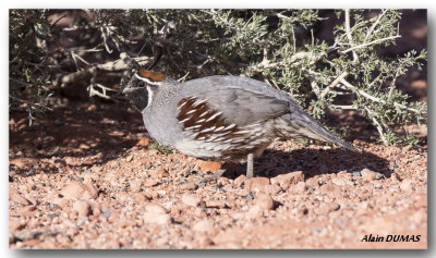 Colin de Gambel - Gambel's Quail