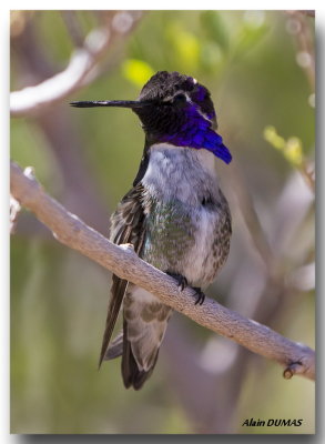 Colibri de Costa - Costa's Hummingbird