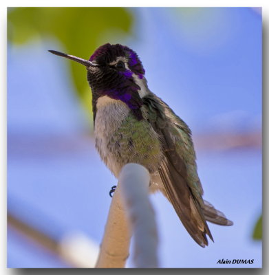 Colibri de Costa - Costa's Hummingbird