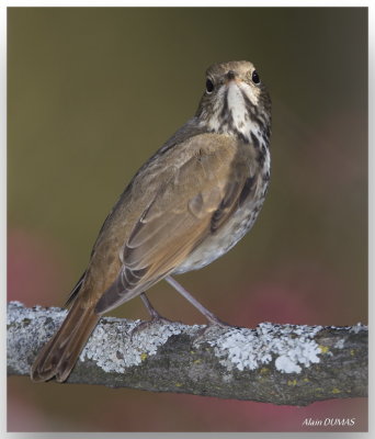 Grive Solitaire - Hermit Thrush