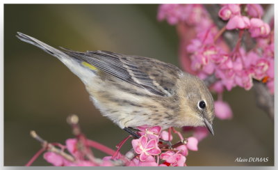 Paruline  croupion jaune - Yellow-rumped Warbler