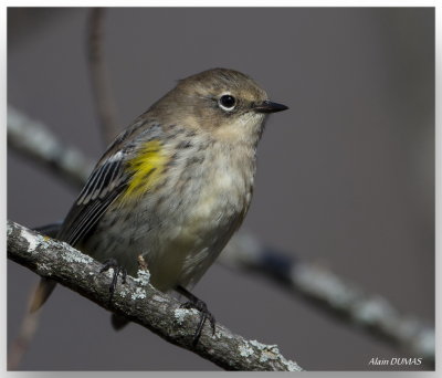 Paruline  croupion jaune - Yellow-rumped Warbler